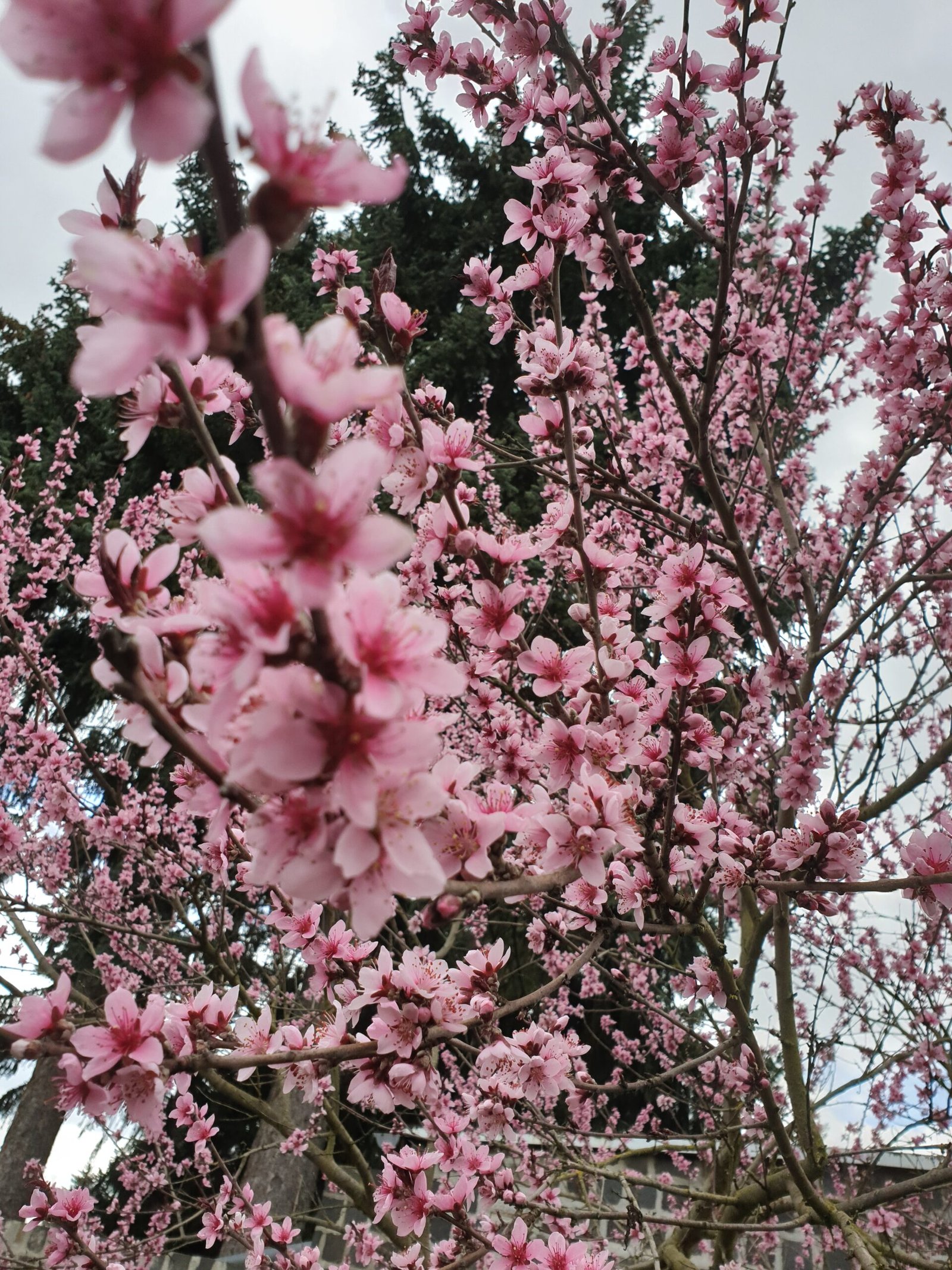 Kirschblüten aus meinem Garten